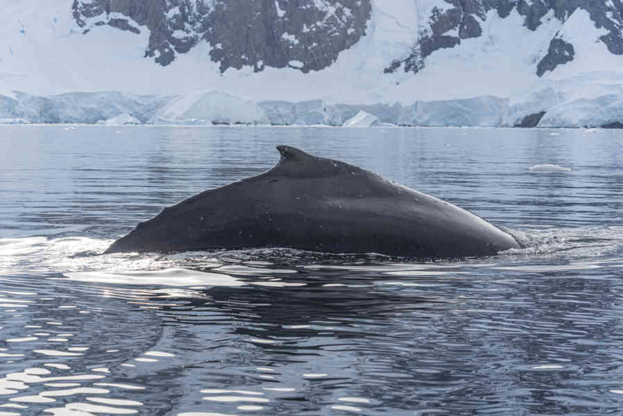 Ballena Minke - Antártida 06.jpg